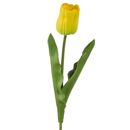 żółty tulipan